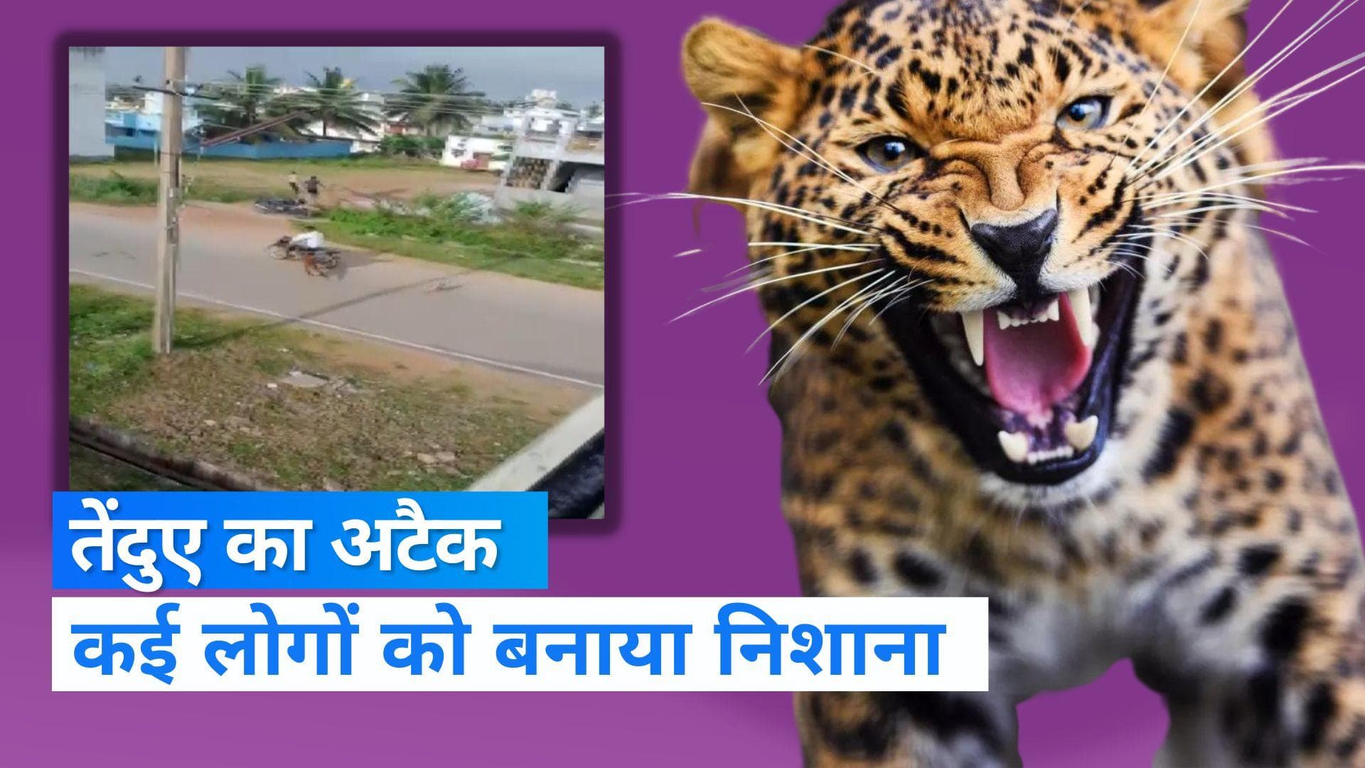 Leopard Attack: रिहायशी इलाके में घुसा तेंदुआ, लोगों पर किया अटैक...फिर क्या हुआ देखें Video