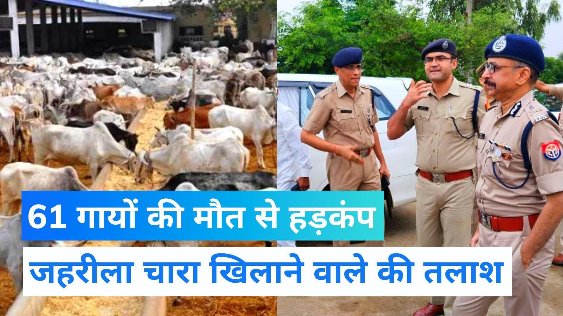 UP News: अमरोहा में 'जहरीला चारा' खाने से 61 गायों की मौत, CM योगी ने दिए जांच के आदेश  