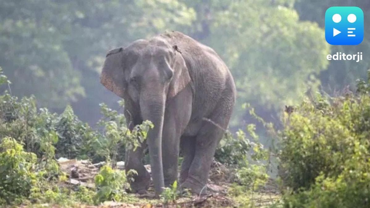 A 55-year-old man was killed by a wild elephant in Chhattisgarh's Raigarh district