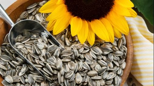 Sunflower Seeds Benefits: जानिये सूरजमुखी के बीज क्यों हैं एक बेहतरीन स्नैक ऑप्शन