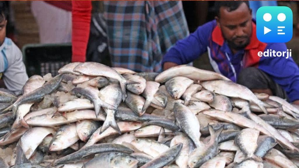 Early hilsa haul excites Bengal fish lovers
