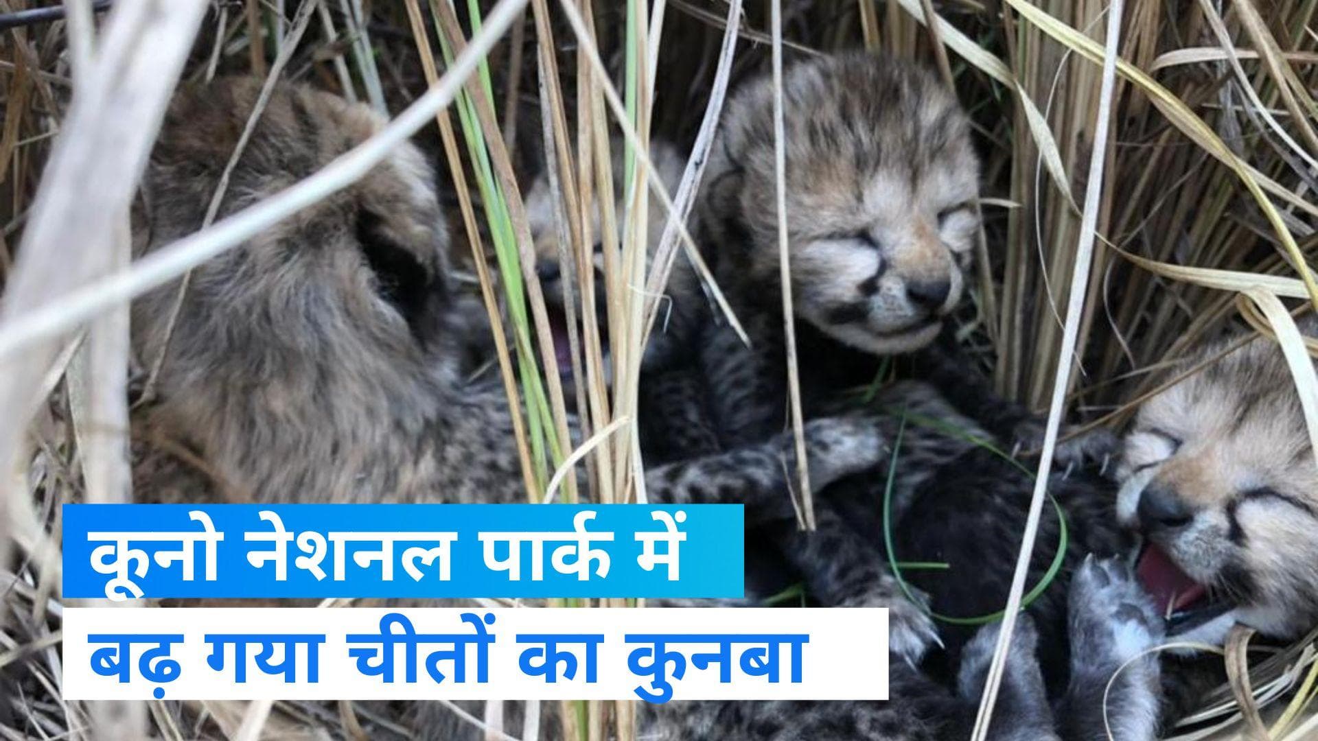 Kuno National Park से आई गुड न्यूज, मादा चीता ने चार बच्चों को दिया जन्म, देखें Video