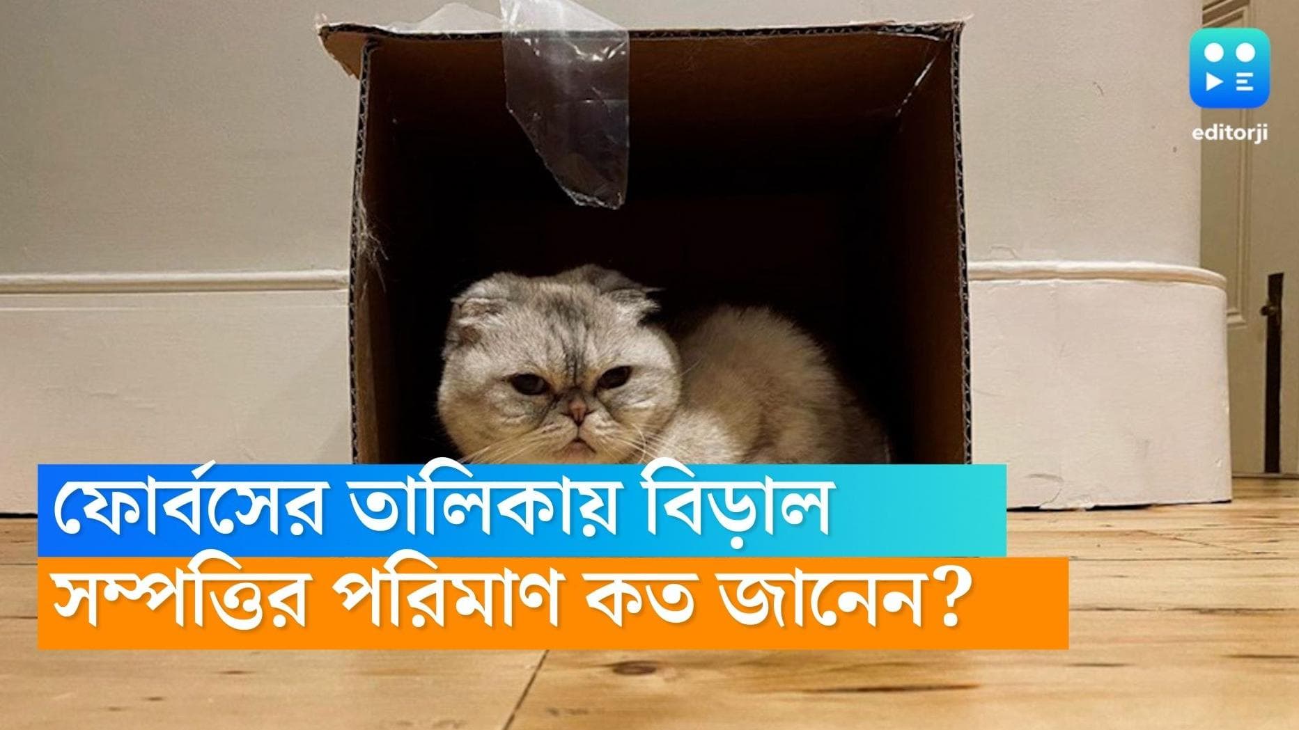 Taylor Swift cat: জনপ্রিয়তার অপার মহিমা, টেলর সুইফটের বিড়ালের সম্পত্তির পরিমাণ শুনলে চোখ কপালে উঠবে!
