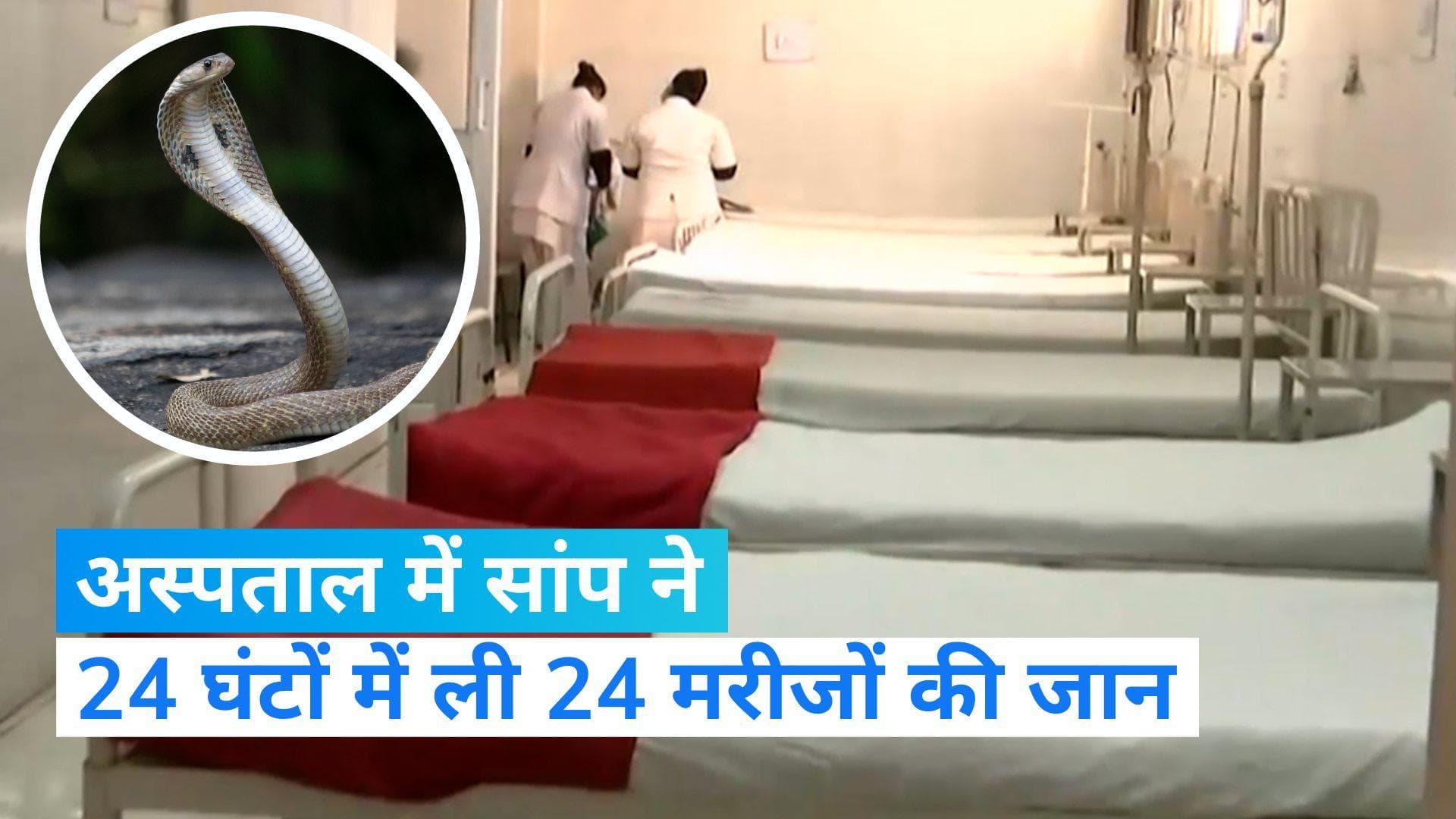 Maharashtra: नांदेड के सरकारी अस्पताल में 24 घंटे में 24 मरीजों की सांप काटने से मौत, आधे थे नवजात 