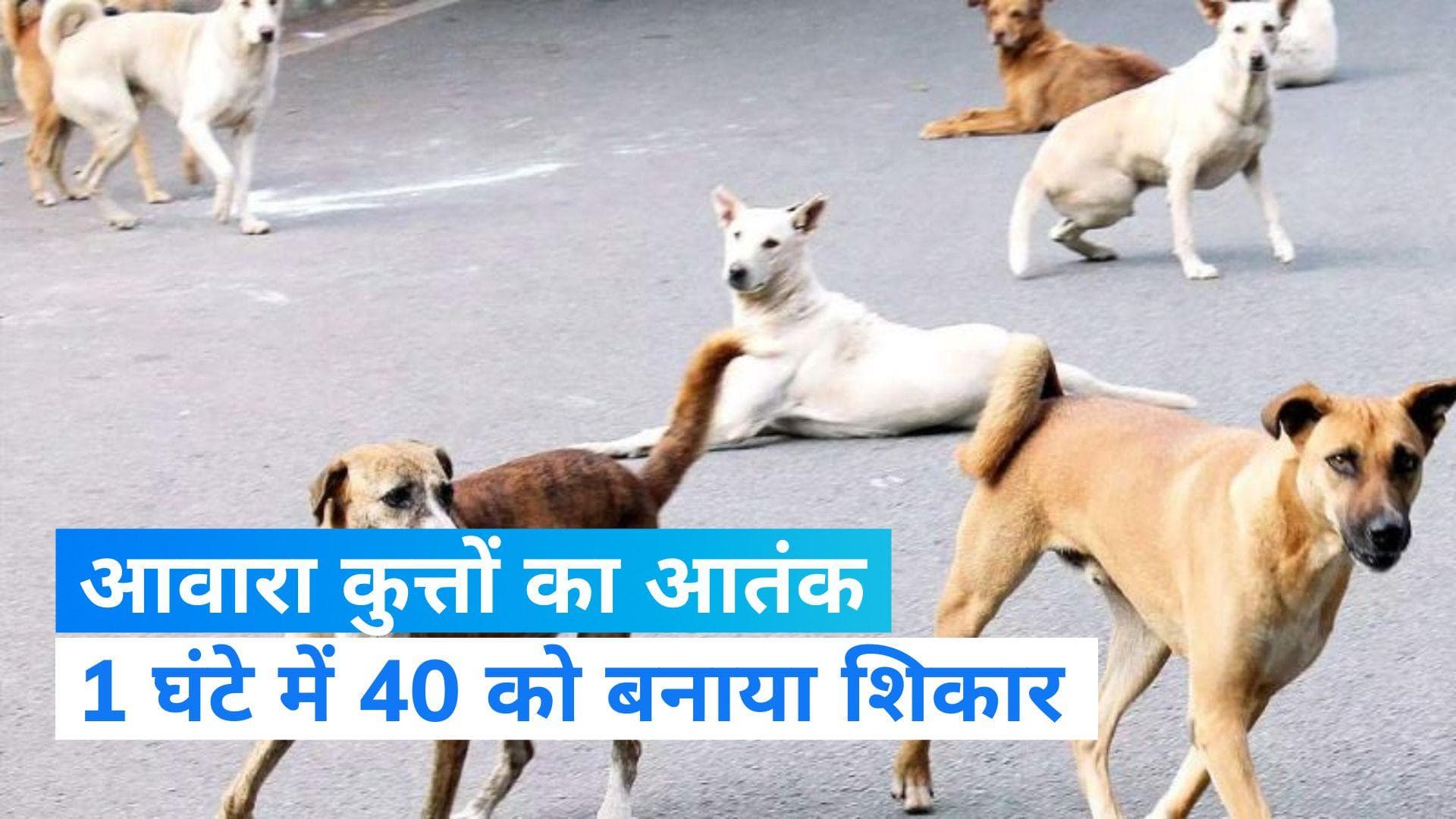 Rajasthan News: बाड़मेर में आवारा कुत्ते ने एक घंटे में 40 लोगों काटा, फुल हुआ अस्पताल का इमरजेंसी वार्ड