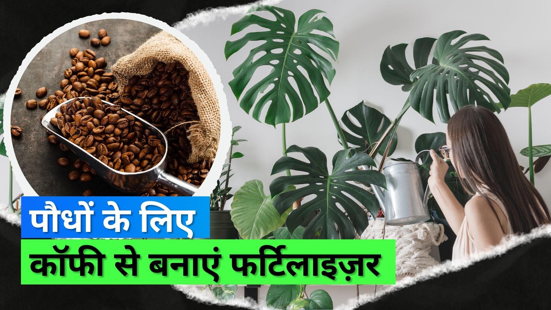 Natural Fertiliser: कॉफी बनाने के बाद कॉफी ग्राउंड्स को ना फेंकें, इस तरह करें इस्तेमाल