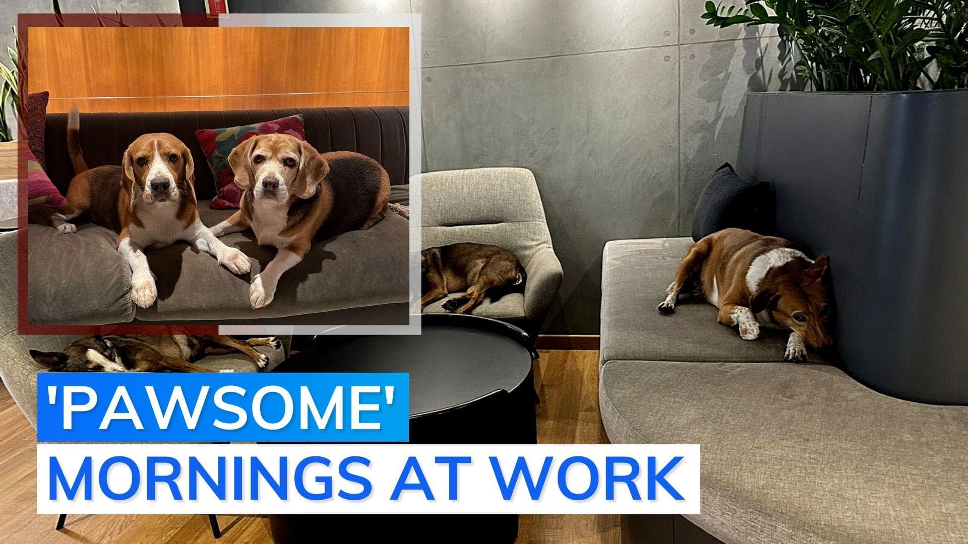 Trending: dogs laze around at Ola India office. CEO shares pictures