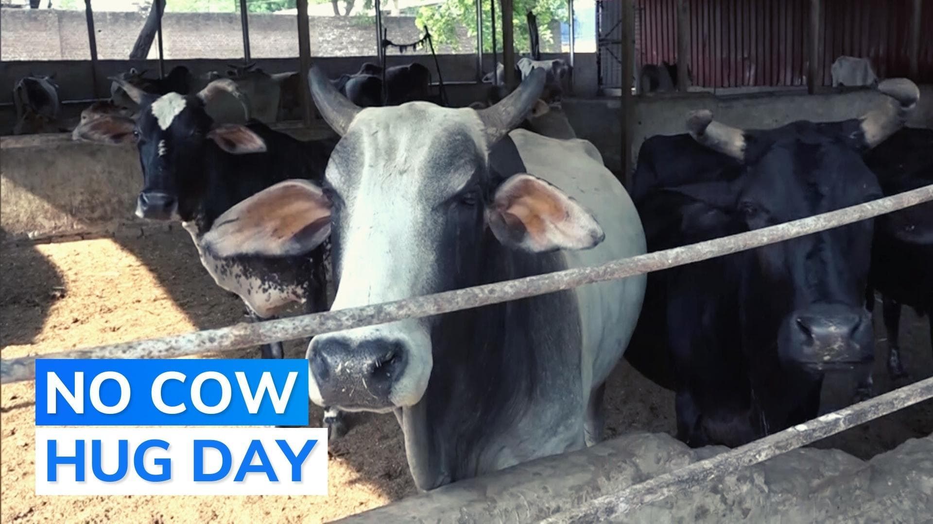 Appeal to celebrate February 14 as 'Cow Hug Day' withdrawn