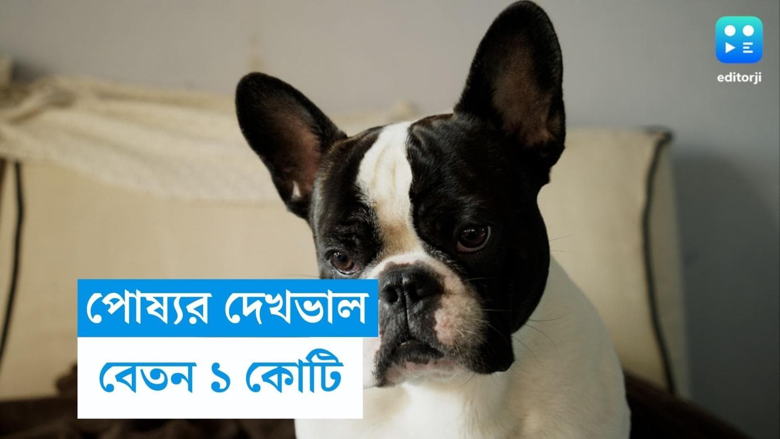 Job for Dog Nanny: পোষ্য কুকুরের দেখভাল করতে হবে, বেতন এক কোটিরও বেশি!