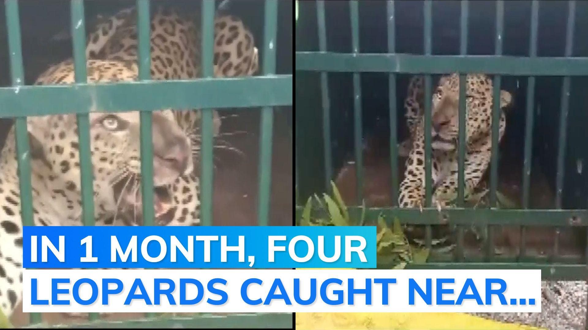 Leopard captured near Andhra's Tirumala Ghat as officials launch operation after attacks