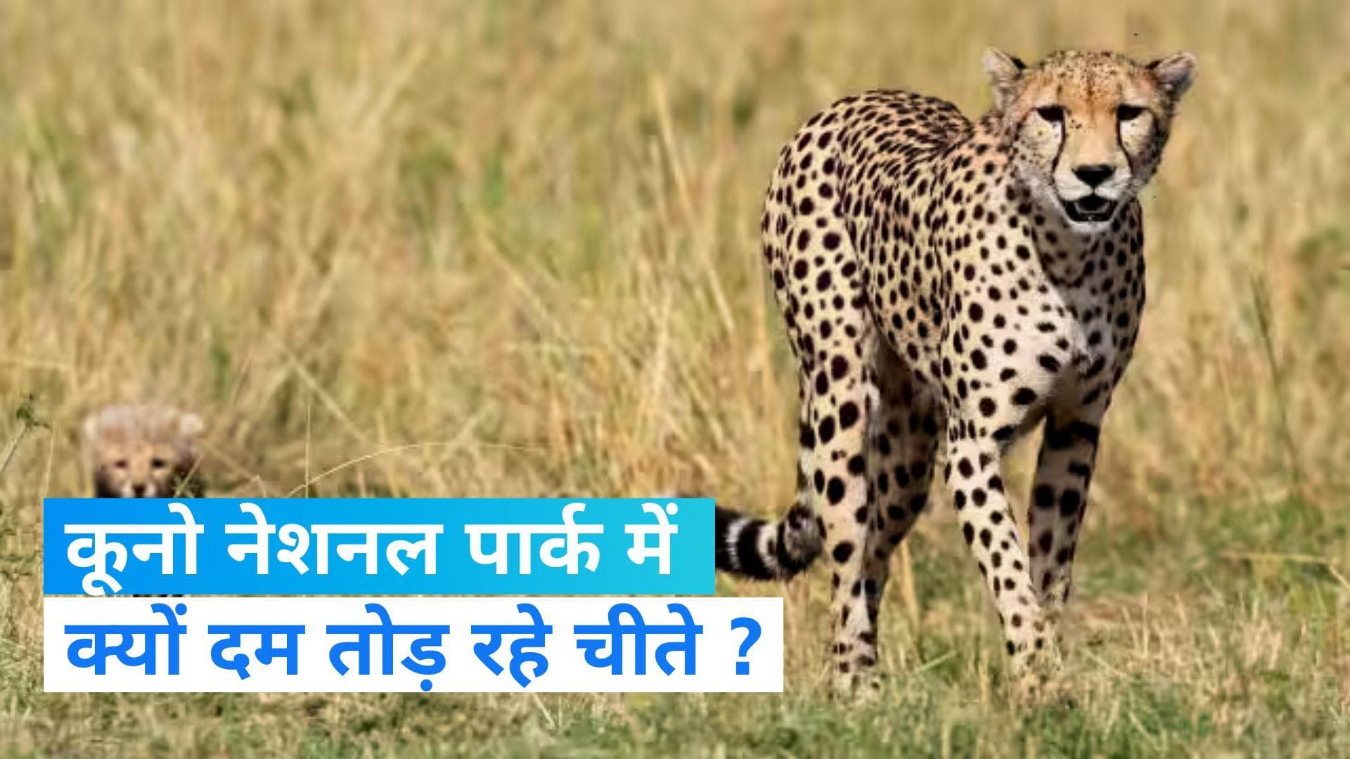 Wildlife News: कूनो नेशनल पार्क में लगातार दम तोड़ रहे चीते, क्या है वजह ?