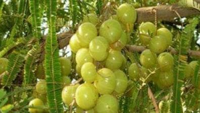 आमलकी एकादशी के दिन है श्री विष्णु की पूजा का विधान, जानें मुहूर्त 