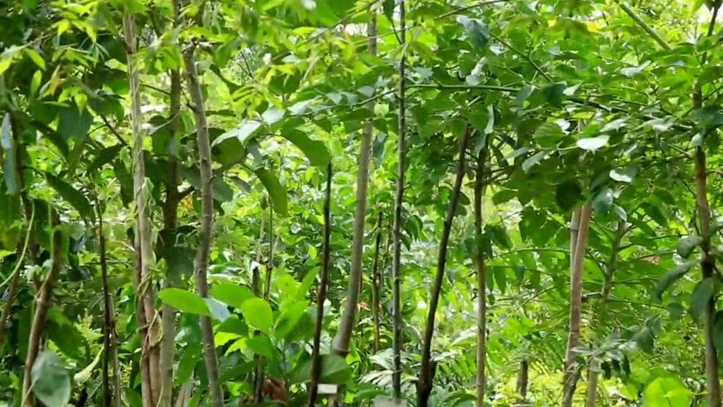 Heard of Miyawaki forests? They may come up in Delhi soon