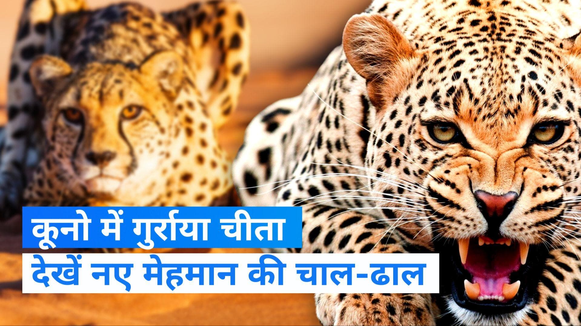 Project Cheetah: 7 दशक बाद भारत में फिर गूंजी चीते की गुर्राहट, जानें नामीबिया से ही क्यों मंगवाए चीते ?