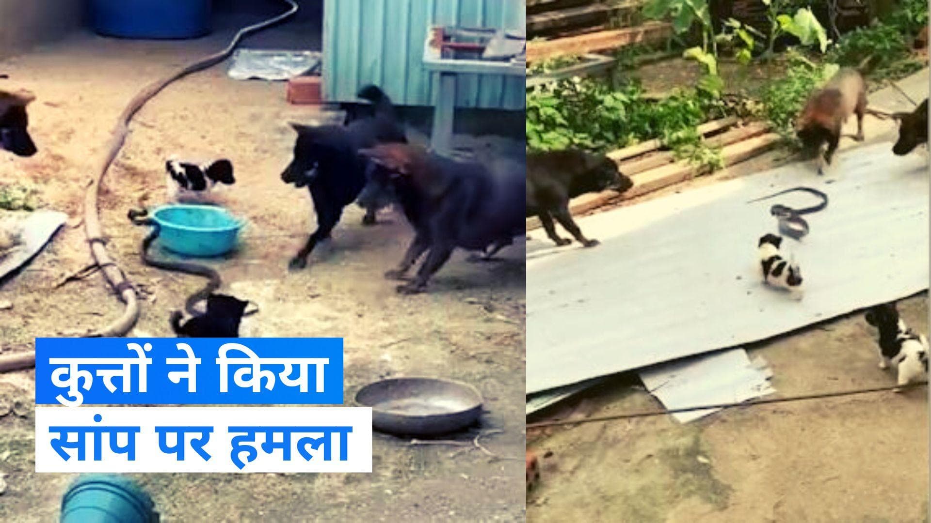 Viral Video: बच्चों को बचाने के लिए कुत्तों ने ले लिया जहरीले सांप से पंगा!, फिर किया ये हाल...