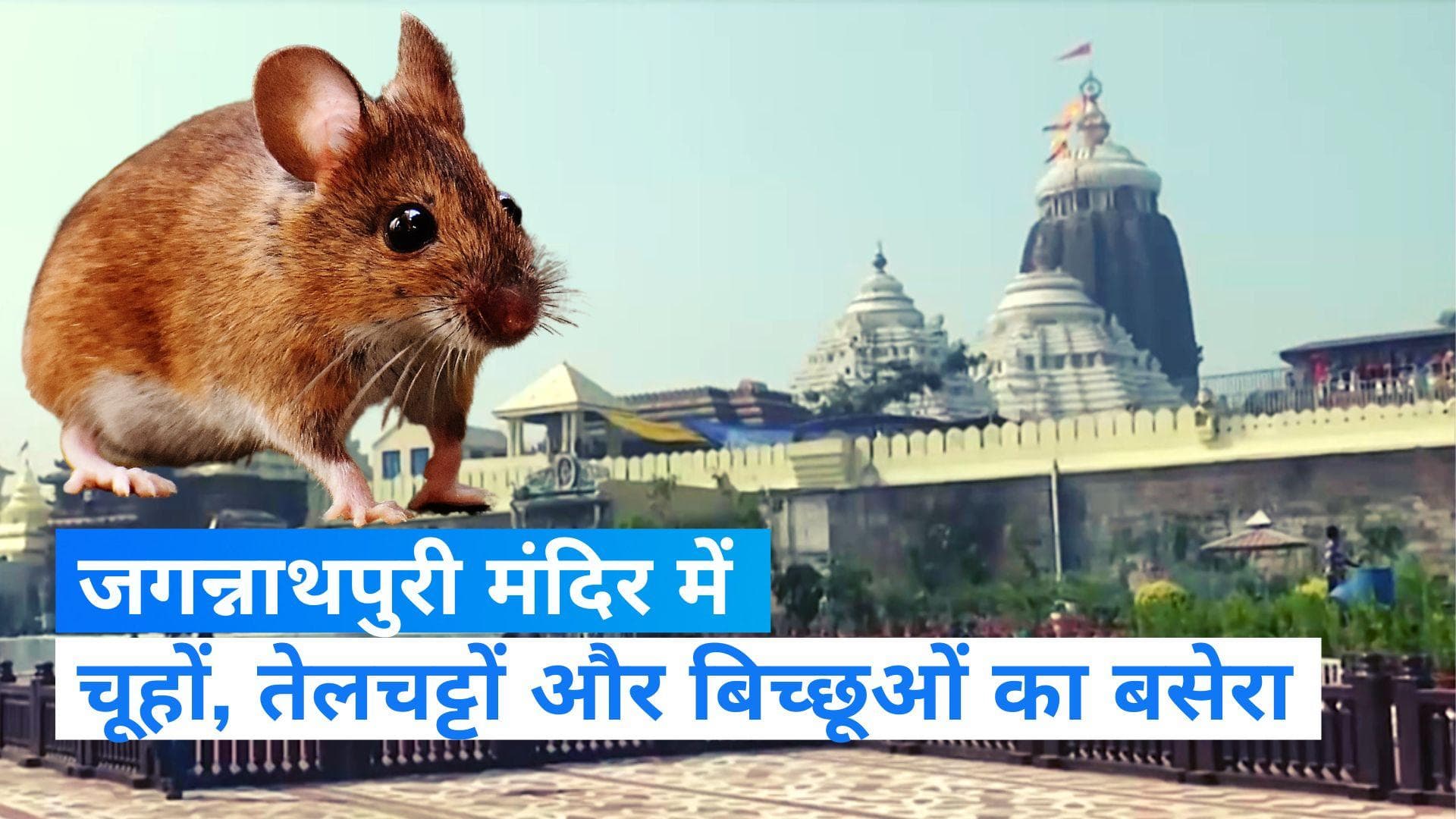 Jagannath Temple Odisha: जगन्नाथ मंदिर में चूहों ने कुतर डाले भगवान के पोशाक, पुजारी परेशान  