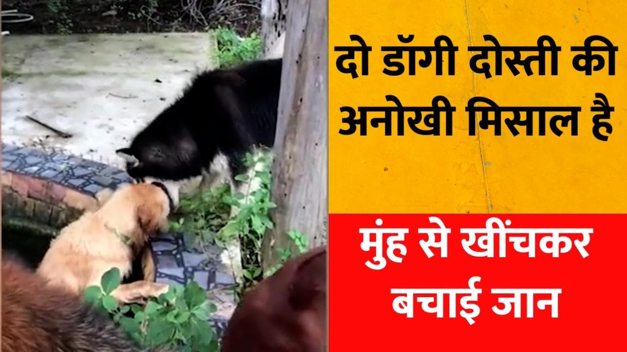  Thailand: डूबते डॉगी को मौत के मुंह से खींच लाया उसका दोस्त! 