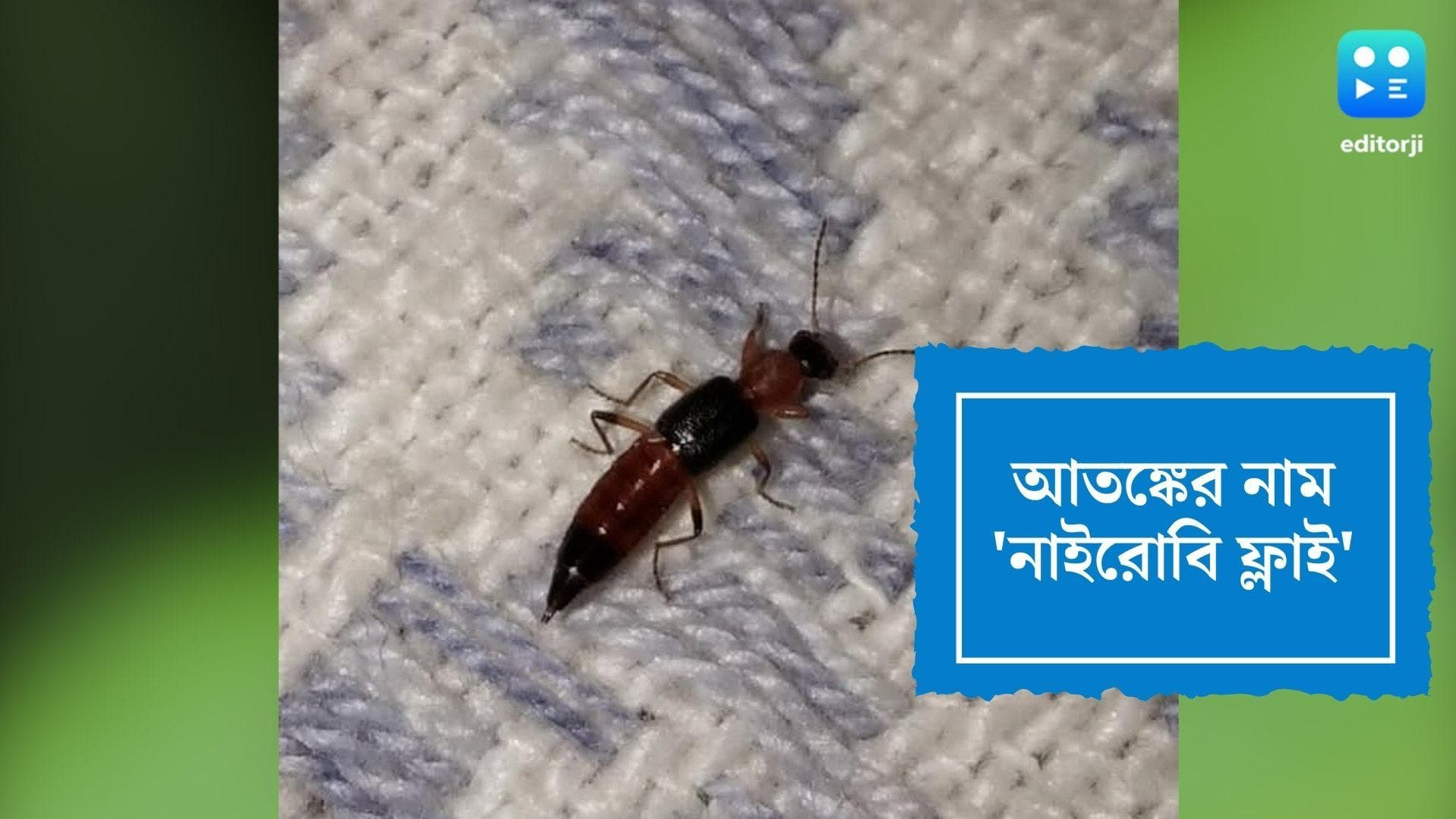 Nairobi Fly in West Bengal: রাজ্যে নাইরোবি ফ্লাই-এর উপদ্রব, উত্তরবঙ্গে আক্রান্ত বহু