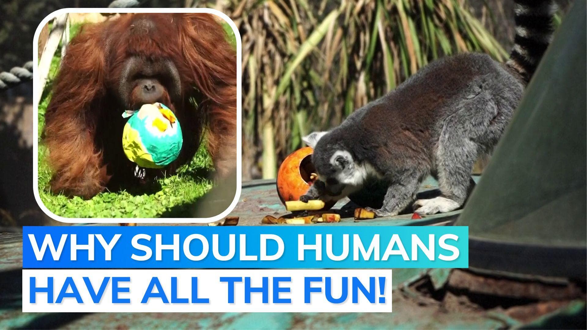 Watch: an Easter egg hunt... for the animals in Chile