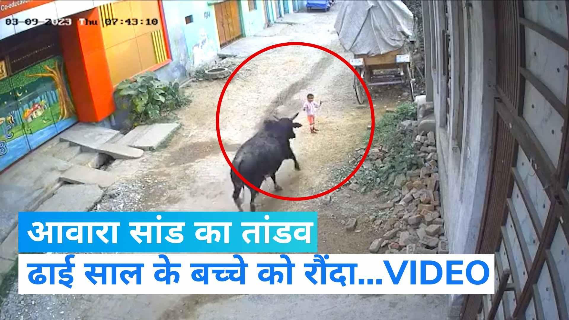 Uttar Pradesh: अलीगढ़ में ढाई साल के बच्चे को आवारा सांड ने रौंदा...VIDEO वायरल 
