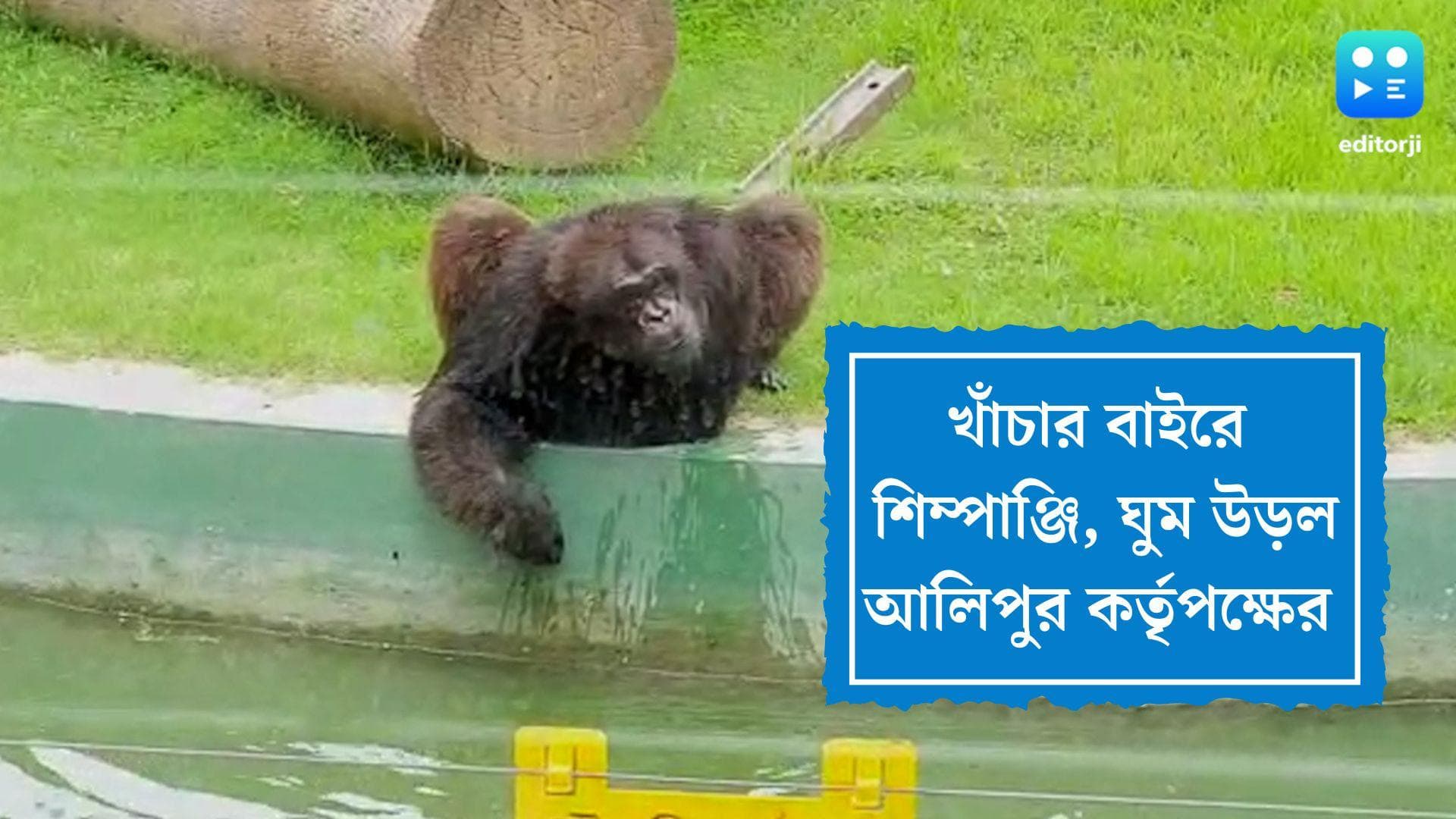 Alipore Zoo: খাঁচা থেকে বেরিয়ে পড়ল শিম্পাঞ্জি, আলিপুর চিড়িয়াখানায় উত্তেজনা