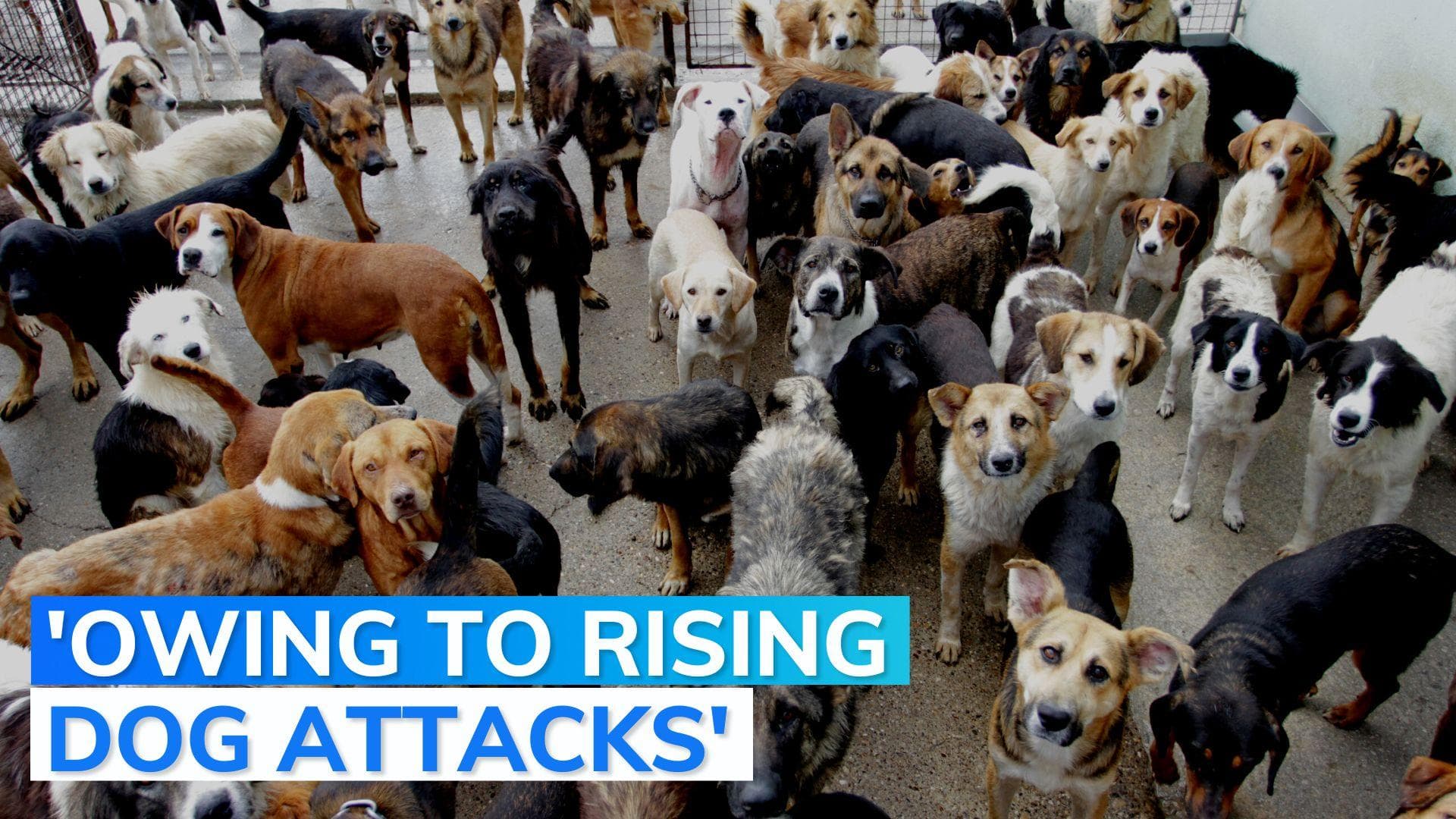 Explained: Gurugram bans 11 dog breeds. Here's what the new order says