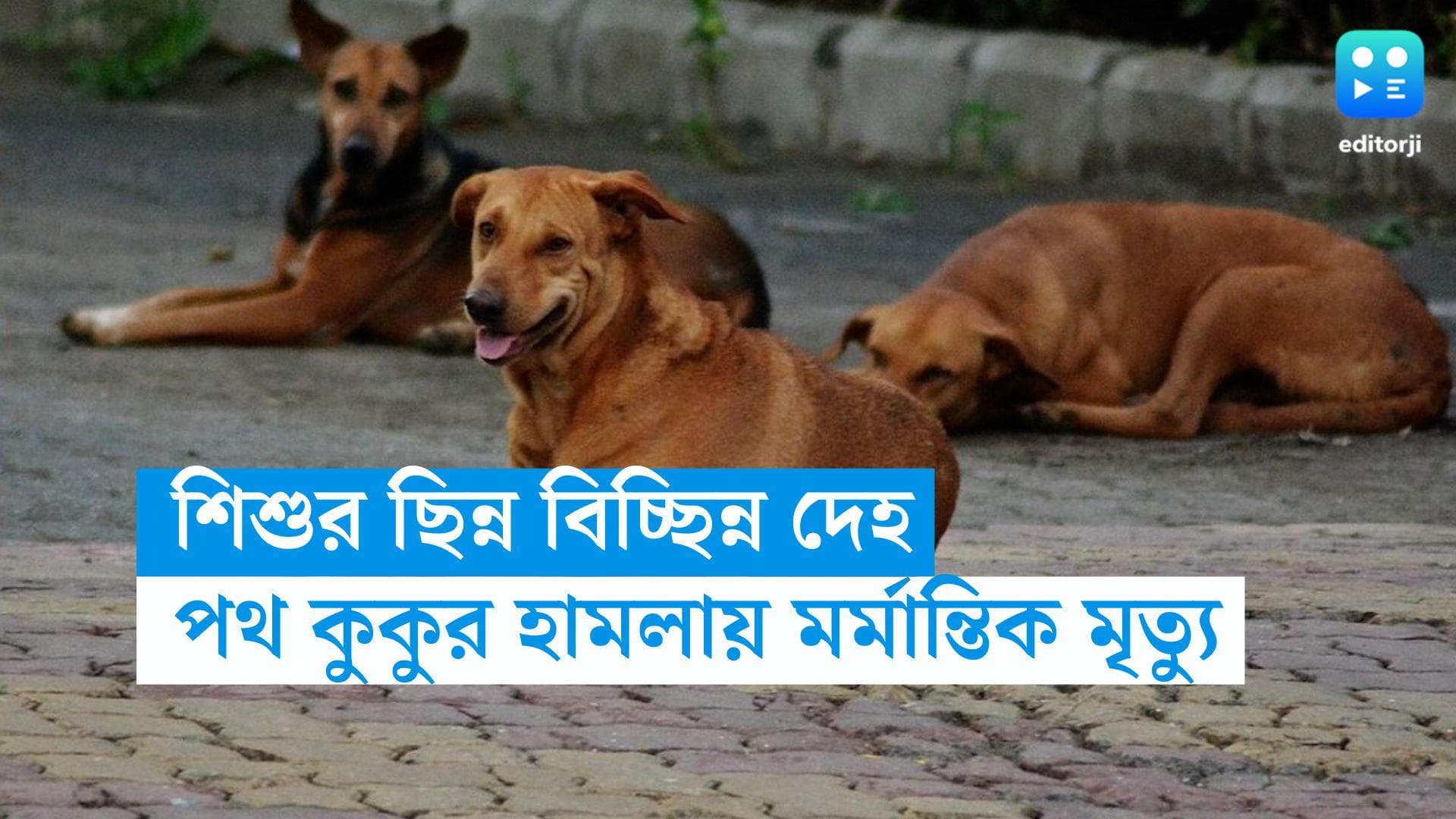 Uttar Pradesh News: ১২ বছরের শিশুর ছিন্ন বিচ্ছিন্ন দেহ, পথ কুকুদের হামলায় মর্মান্তিক মৃত্যু