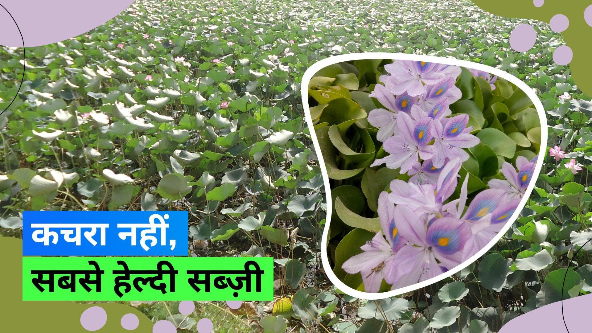 World's Healthiest Vegetable: दुनिया की सबसे हेल्दी सब्ज़ी, जानिए भारत में कहां मिलती है