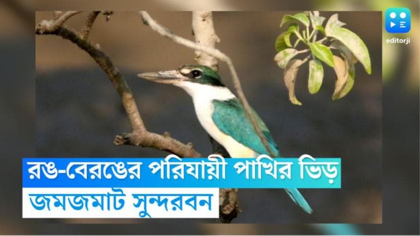 Birds gathering at Sunderbans: রঙ-বেরঙের পরিযায়ী পাখির ভিড়ে জমজমাট সুন্দরবন, নিরাপত্তায় বহাল প্রহরী