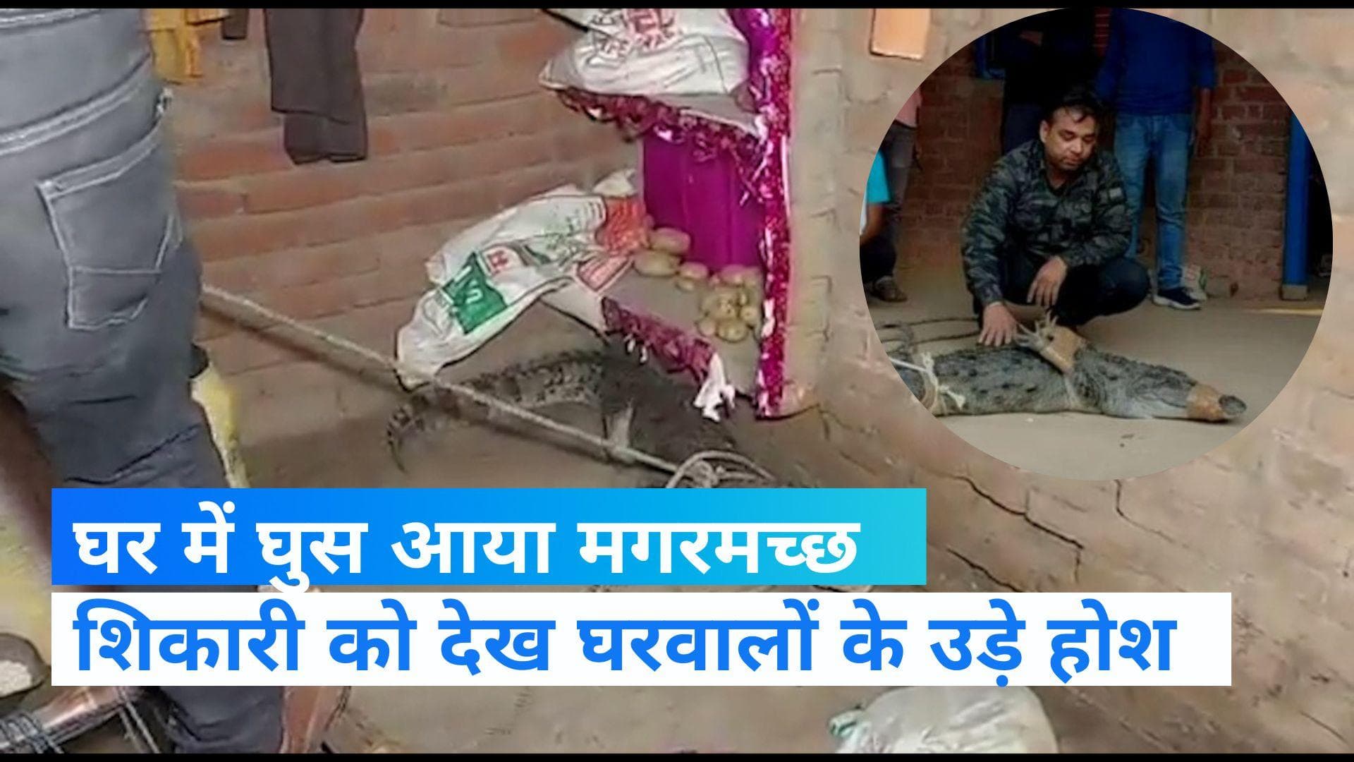 UP News: रात में घर में घुस आया 8 फीट का मगरमच्छ, कैसे बची लोगों की जान?- देखिए 