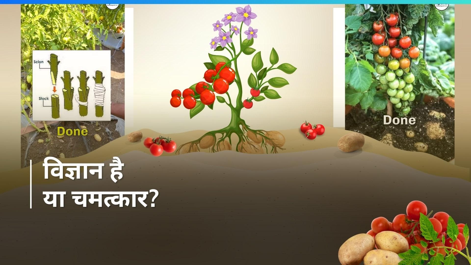 Pomato: एक ही पौधे पर उगा डाले आलू-टमाटर, देखें कैसे किया ये कारनामा