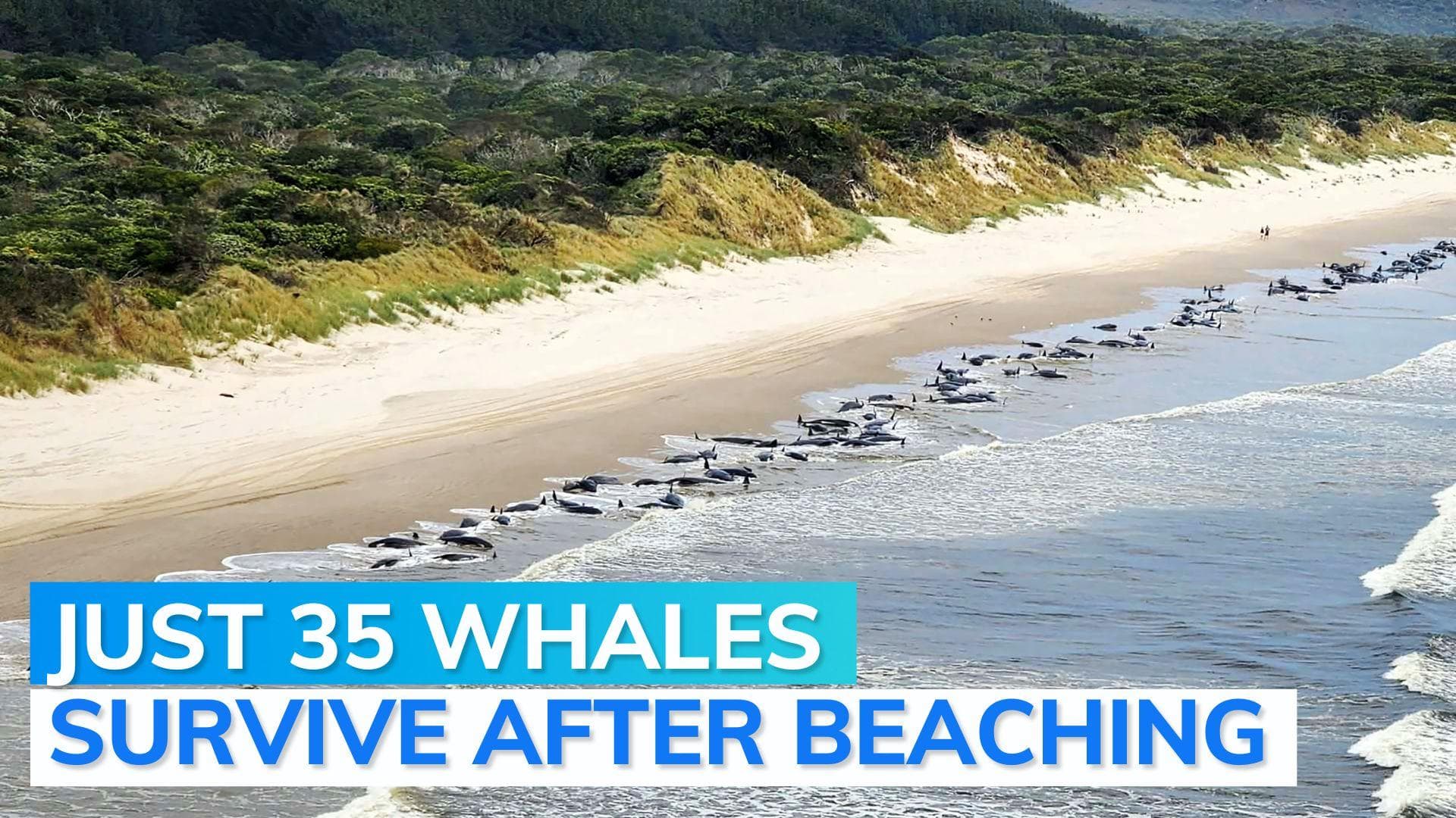 Around 200 stranded whales die in Australia