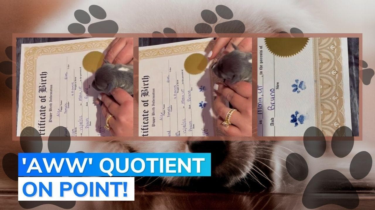 Watch: new born pup's 'paw prints' will melt your heart