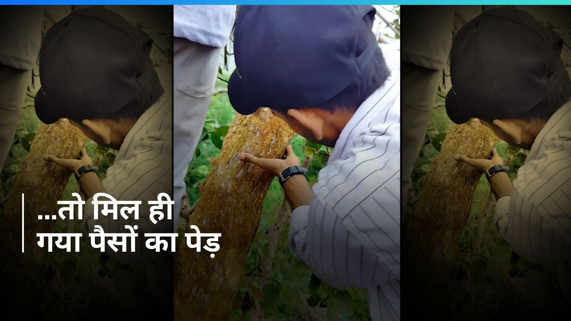 VIRAL VIDEO: कैसा दिखता है 'पैसों का पेड़', आज आप भी देख लीजिए...