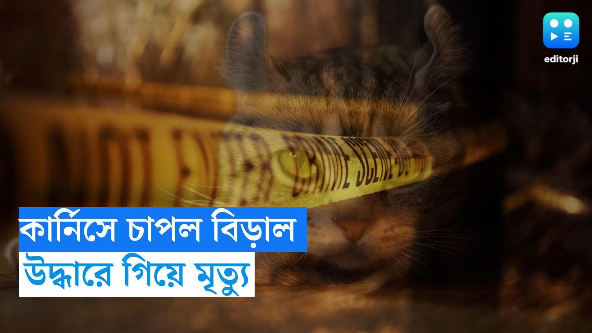 Tollygunge woman death: পোষা বিড়াল ৮ তলার কার্নিসে! উদ্ধার করতে গিয়ে মৃত্যু যুবতির 