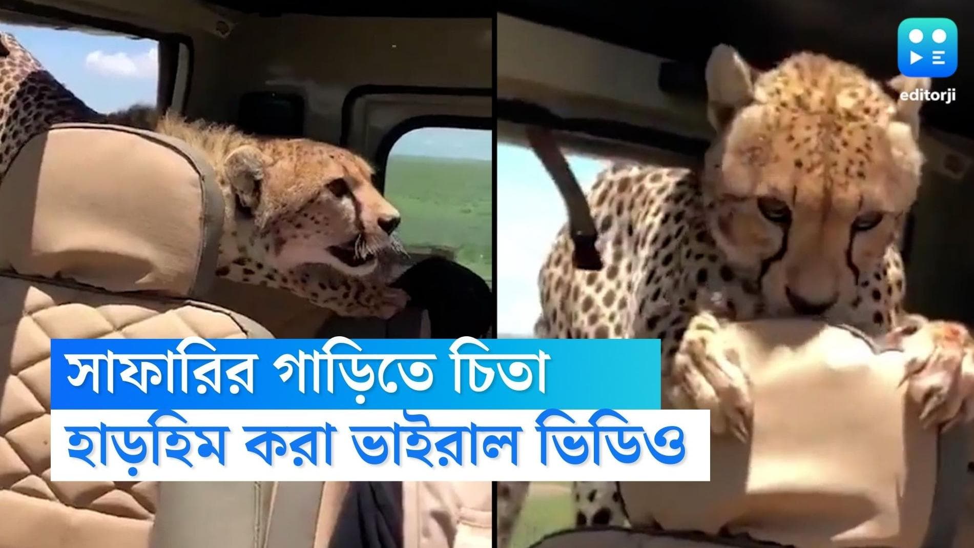 Viral video: জঙ্গলে সাফারি করতে গিয়ে গাড়িতে আচমকা ঢুকে গেল চিতা, দেখুন হাড়হিম করা ভিডিয়ো