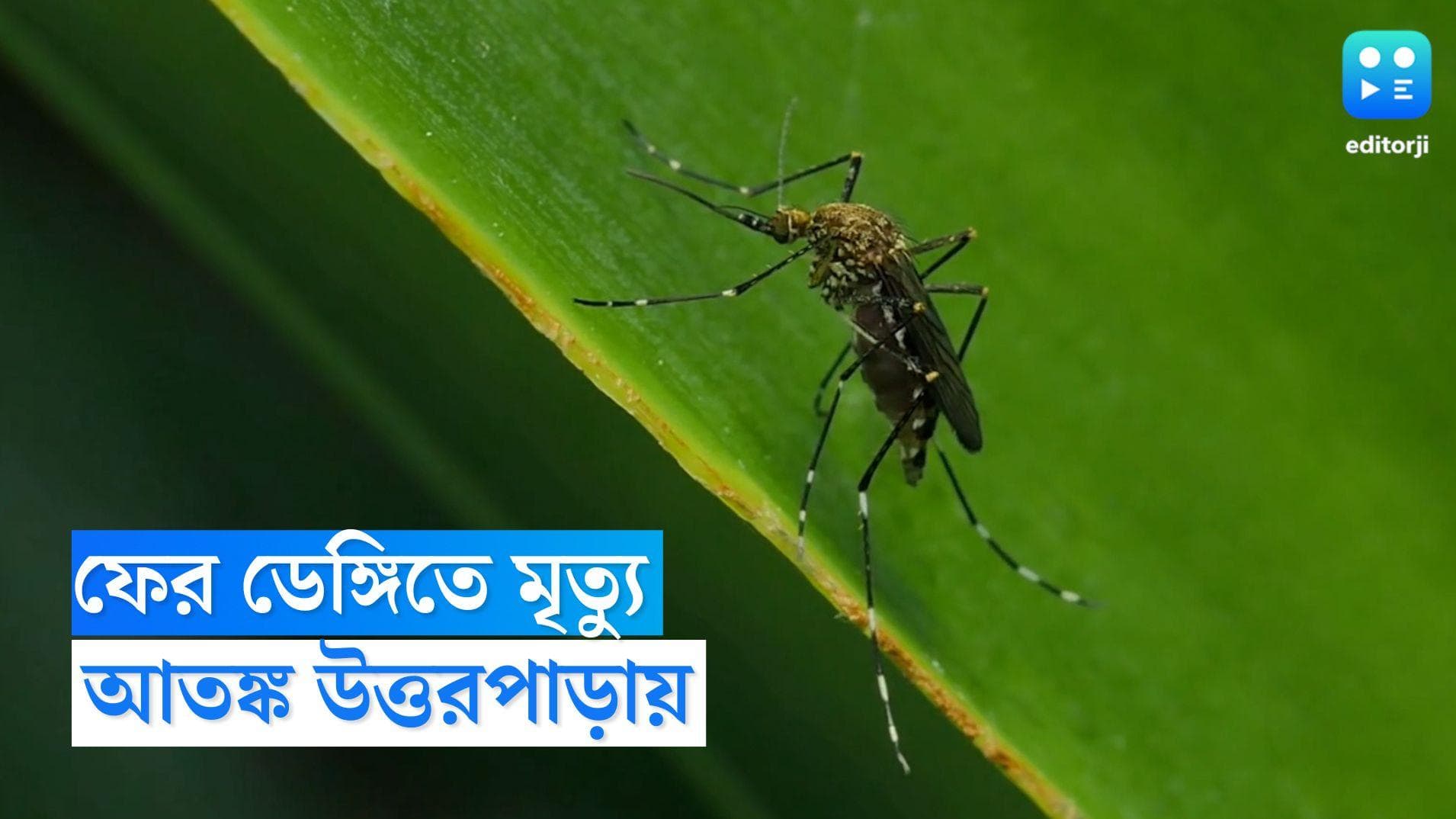 Hoogly Dengue Death: ফের ডেঙ্গিতে মৃত্যু, এবার উত্তরপাড়া 