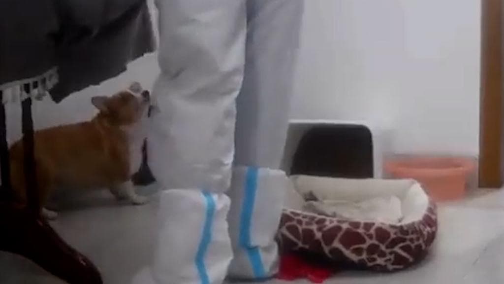 China: Owner in quarantine, pet dog killed by health worker