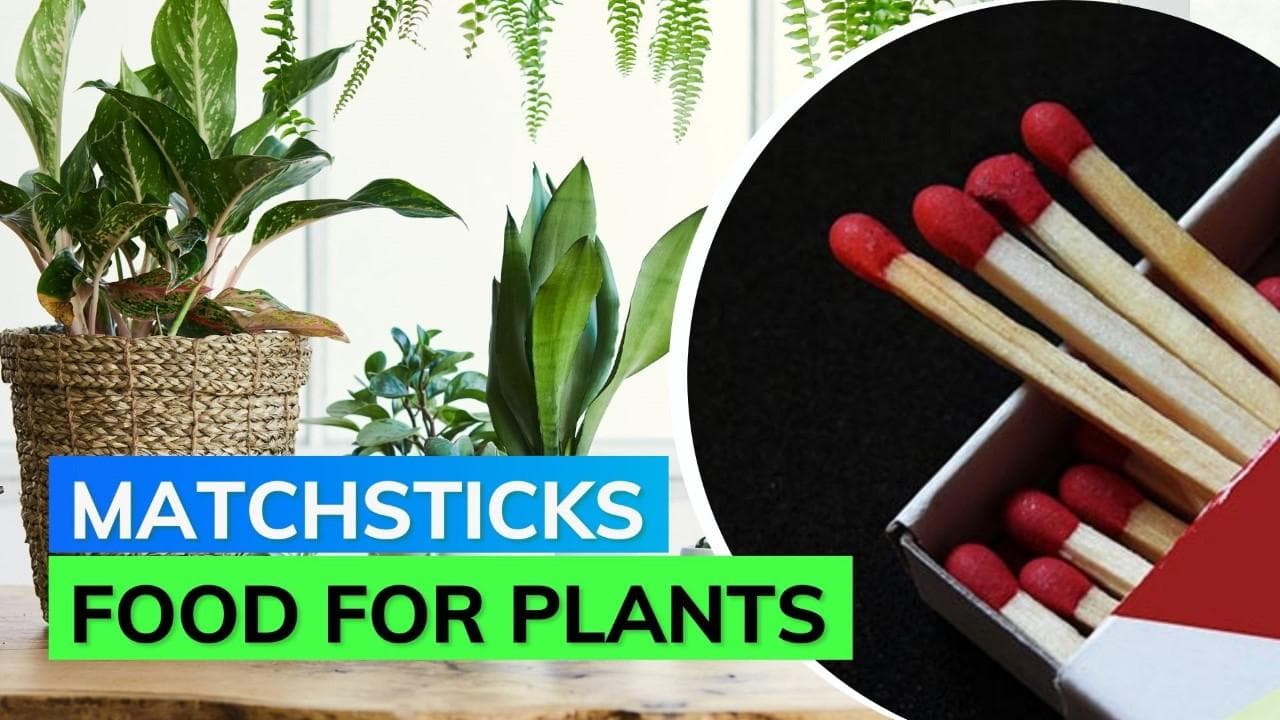 Now use matchsticks to make food for your plants; social media influencer shows how