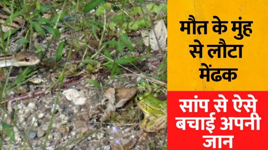 Snake attack on frog: मौत का चकमा देकर कैसे मेंढक ने बचाई अपनी जान, देंखे वीडियो