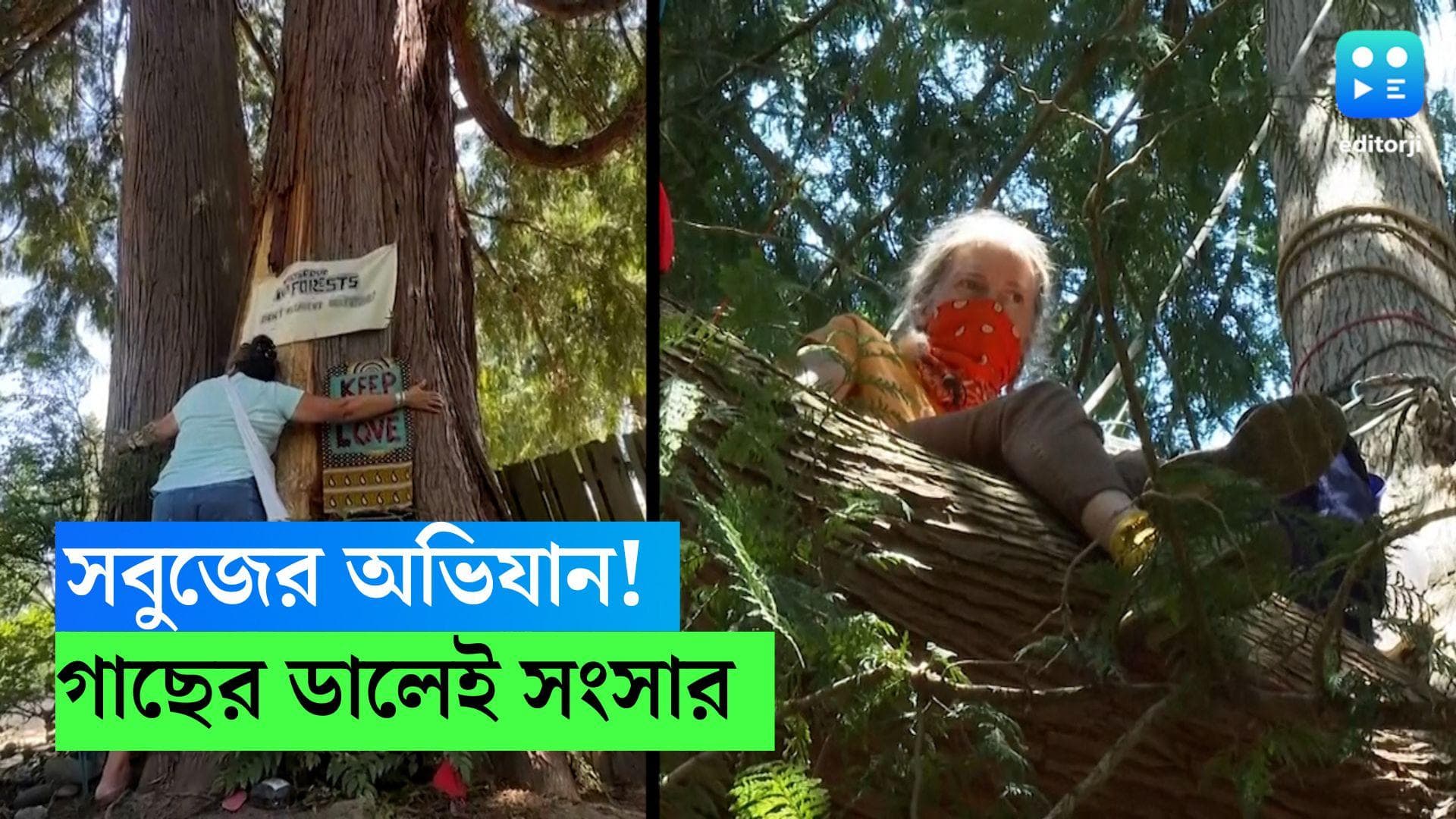 200 year old ceder tree: সবুজের অভিযান! প্রিয় সিডার গাছকে বাঁচাতে ওর ডালেই সংসার পরিবেশকর্মীদের