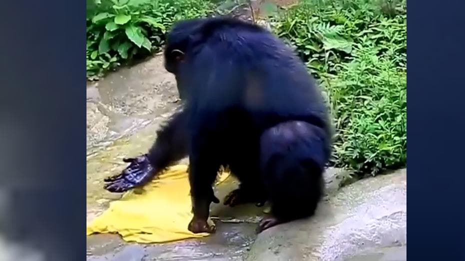 Viral video: चिंपैंजी ने धोए इंसानों की तरह कपड़े. वायरल हुआ वीडियो