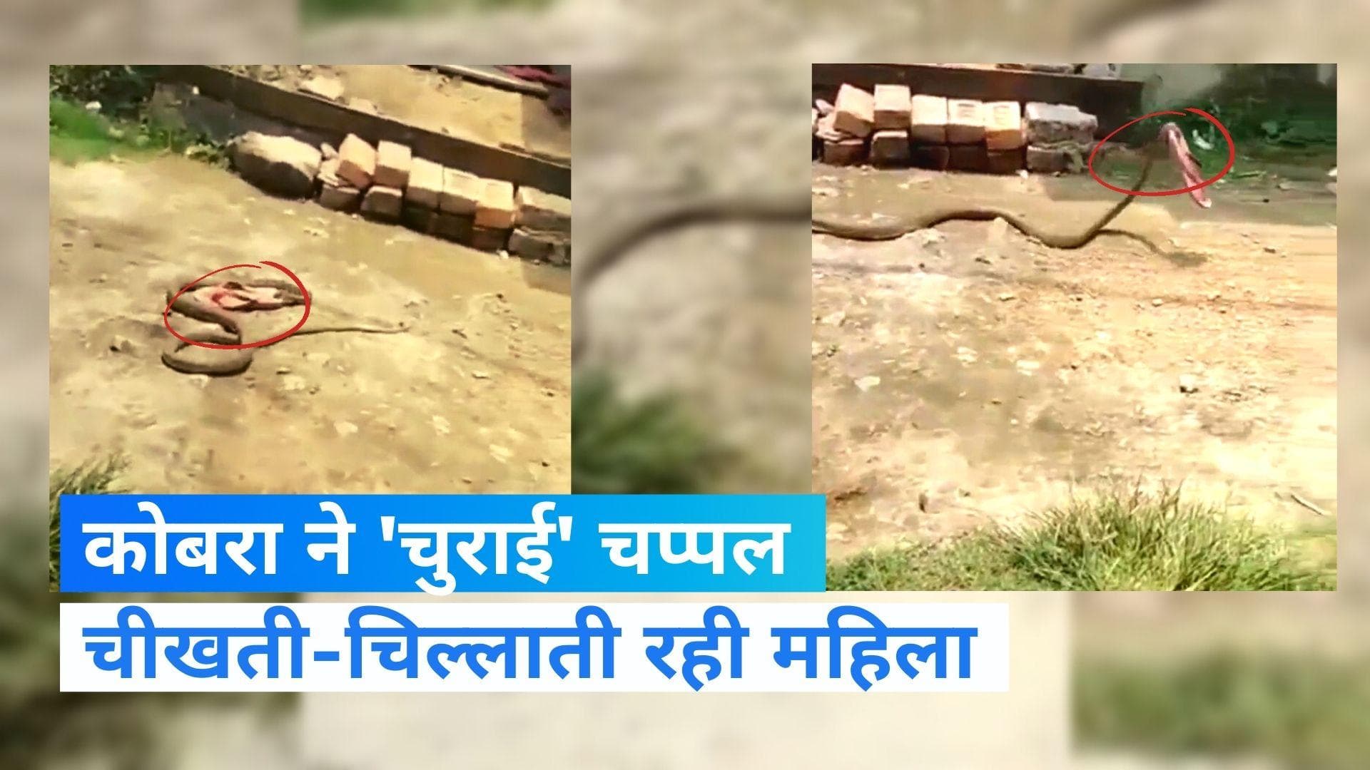 Cobra Viral Video: महिला ने कोबरा को मारी चप्पल, मुंह में सैंडल दबाकर रफूचक्कर हुआ सांप