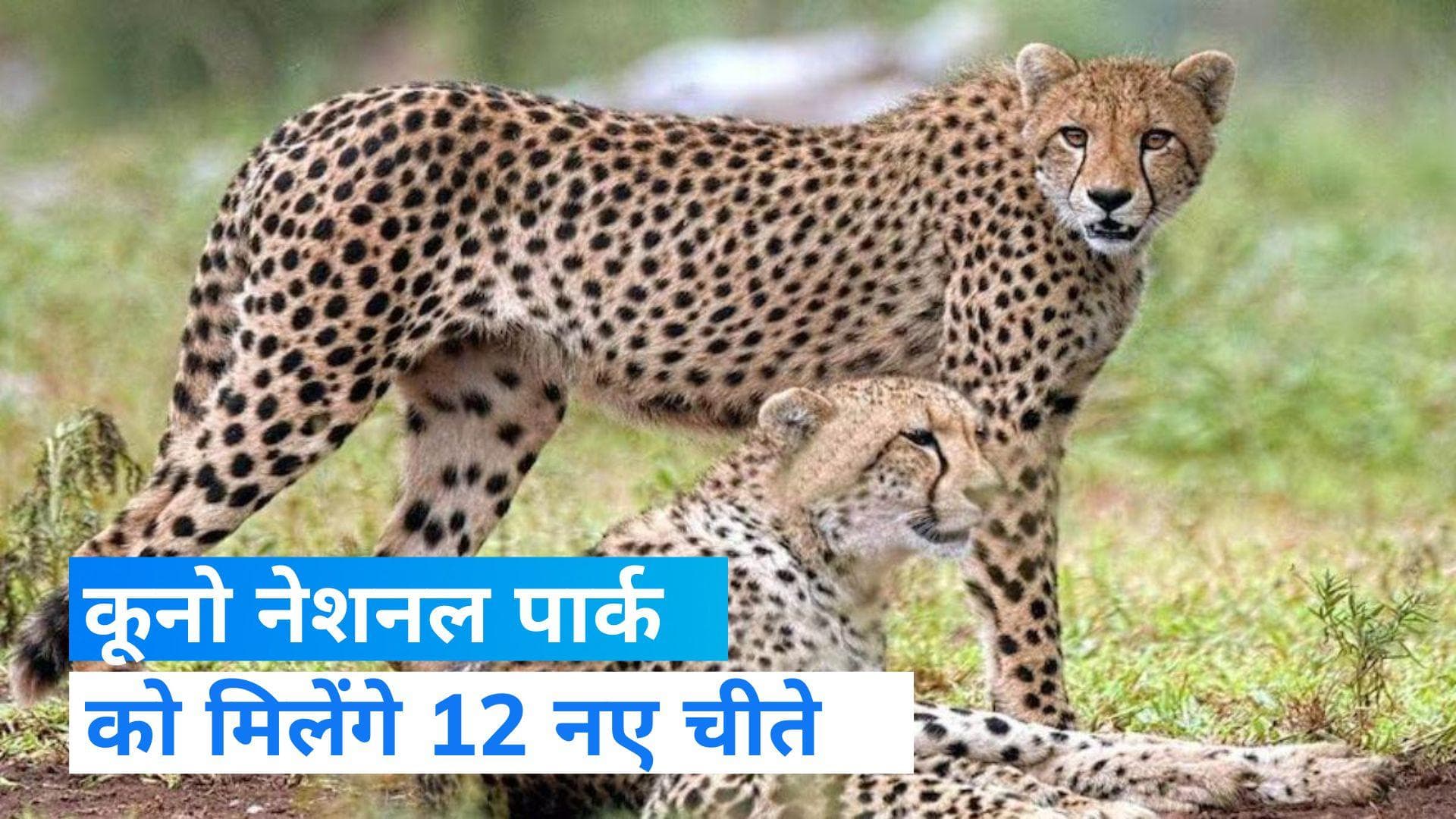 Cheetah Project: कूनो नेशनल पार्क में 18 फरवरी को आएंगे 12 नए चीते, संख्या बढ़कर हो जाएगी 20