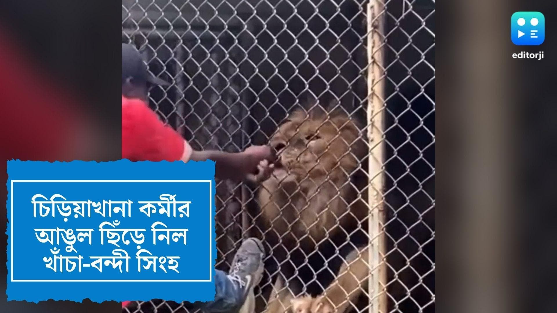 Viral Video : চিড়িয়াখানায় সিংহকে উত্যক্ত, কামড়ে ছিঁড়ে নিল কর্মীর আঙুল, দেখুন ভিডিও 