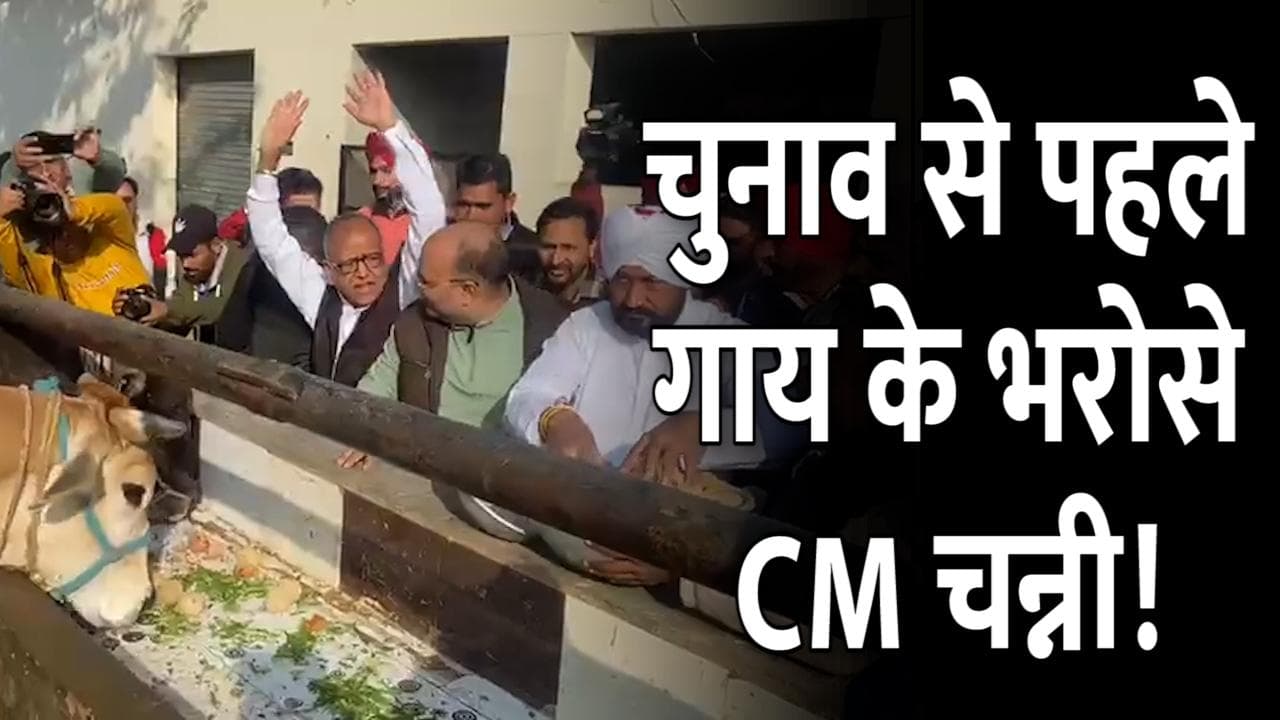 Punjab Election: चुनाव से पहले गाय के भरोसे CM चन्नी! गायों को खिलाया खाना