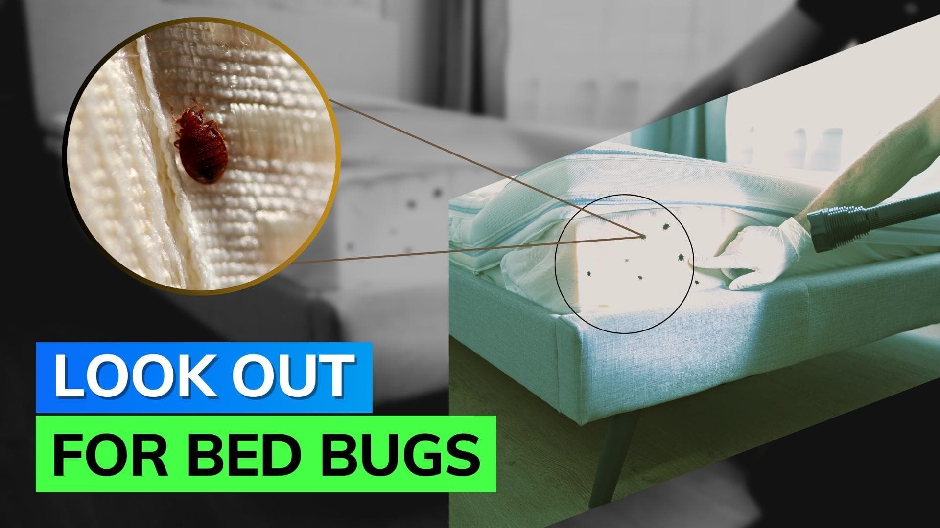 Beware of bed bugs in hotel rooms; here's how to check 