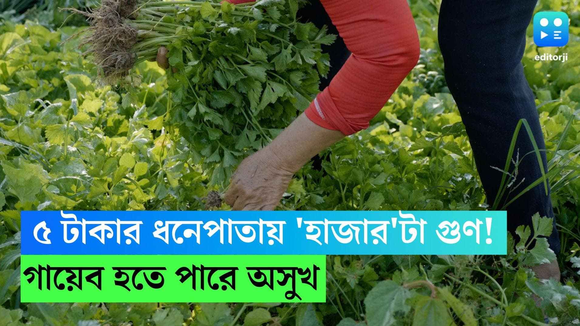 Coriander leaves: ৫ টাকার ধনেপাতায় 'হাজার'টা গুণ! বয়সের ভার থেকে হার্টের অসুখ গায়েব হতে পারে
