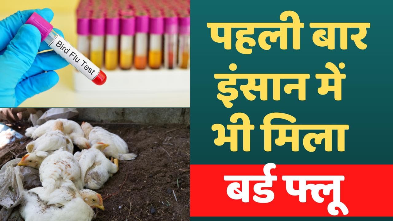 H3N8 Bird Flu : पहली बार इंसान में मिला बर्ड फ्लू, 4 साल का बच्चा हुआ शिकार
