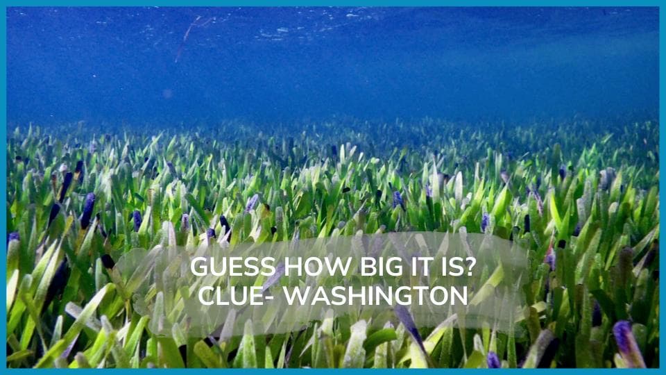 World's largest plant is a vast seagrass meadow in Australia- Guess its age